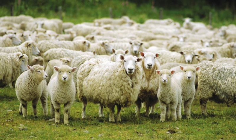 sheep bettysluxurytravels